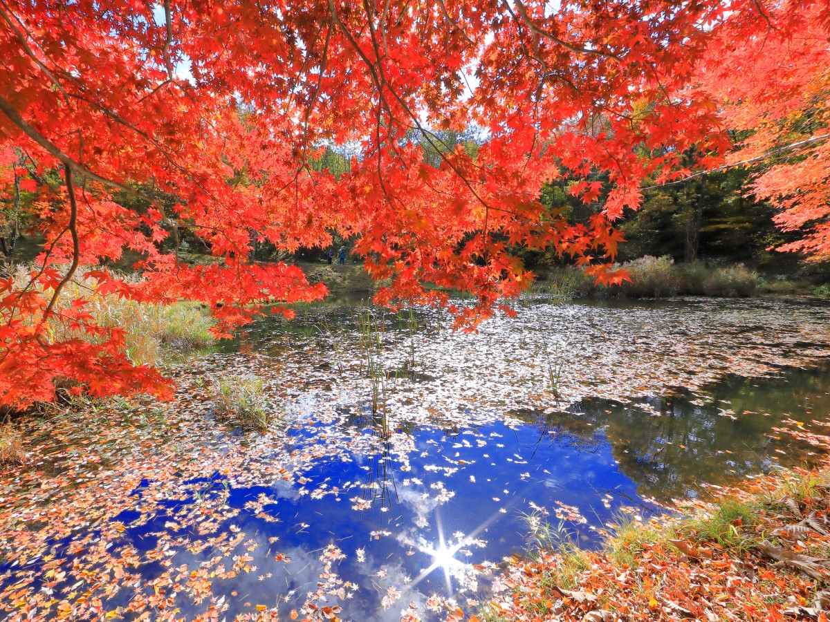 タカドヤ　もみじまつり