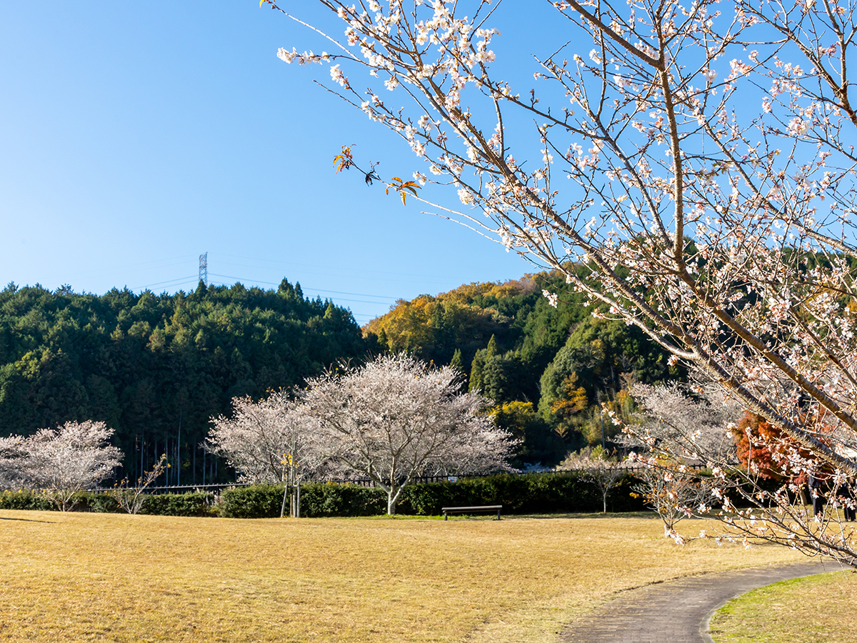 小原ふれあい公園・四季桜