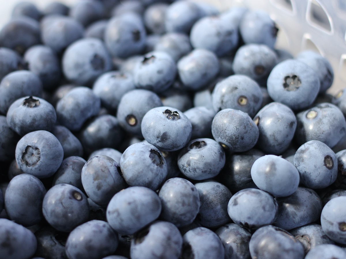 Nokkii Blueberry Farm