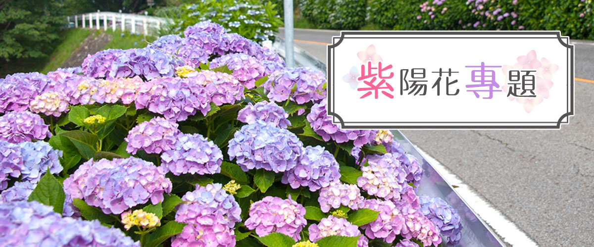 紫陽花專題 Aichinow 愛知旅遊官方網站