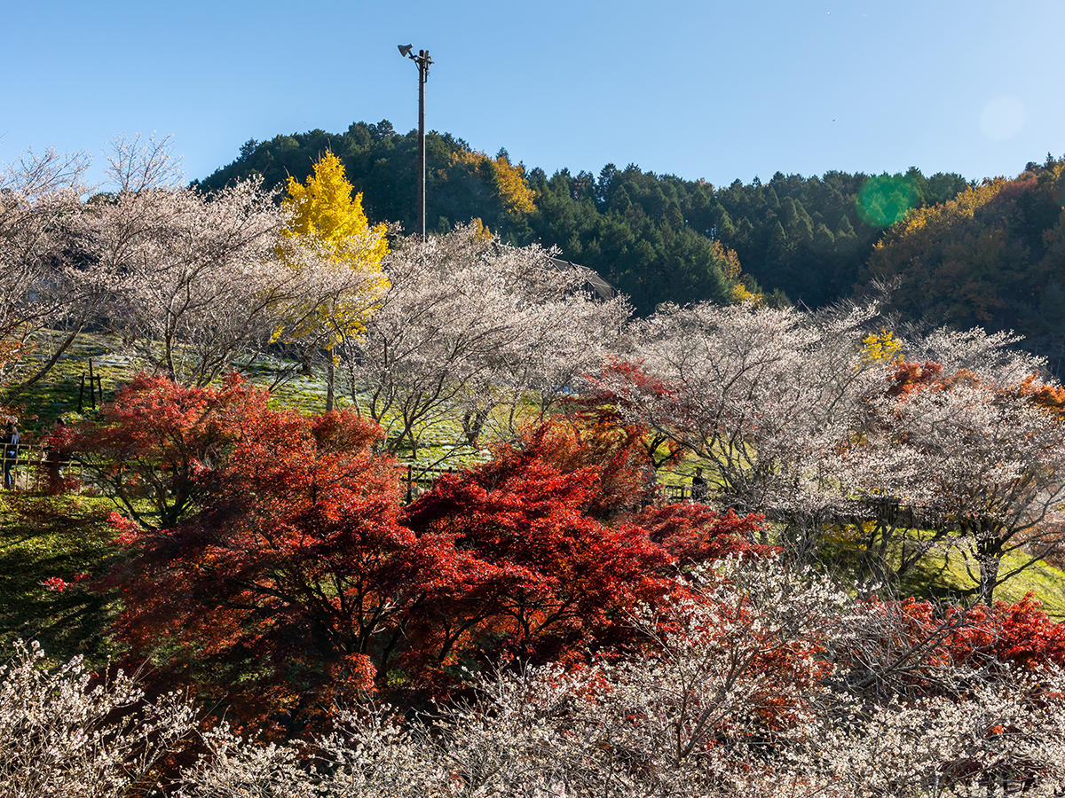 小原ふれあい公園・四季桜