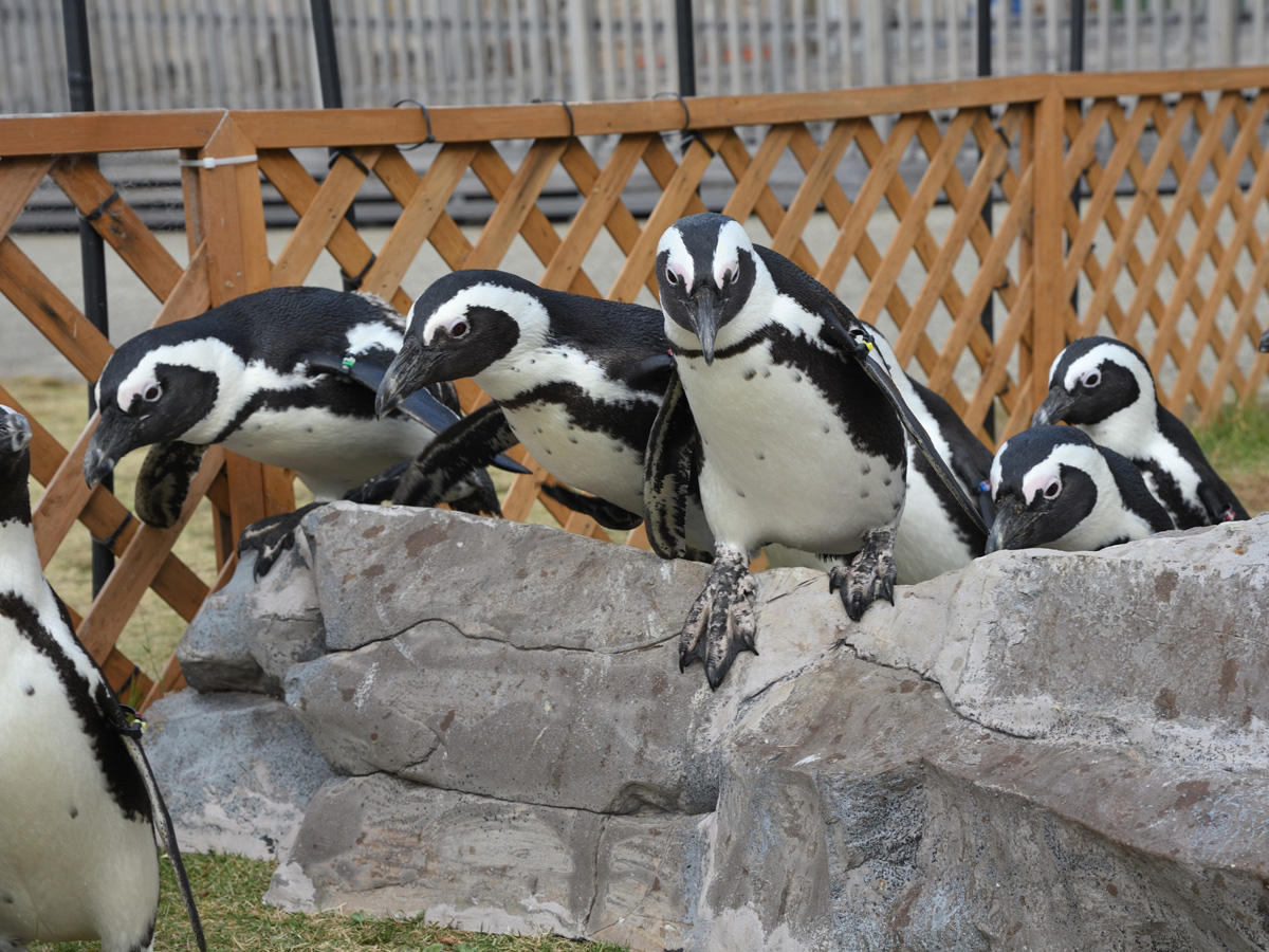 名古屋港水族館 ペンギンよちよちウォーク 公式 愛知県の観光サイトaichi Now