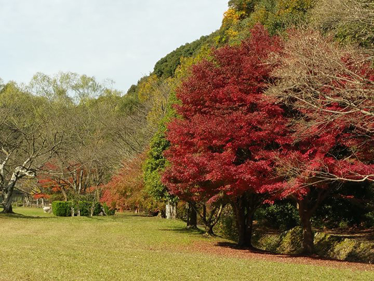 Jokoji Temple's Autumn Leaves