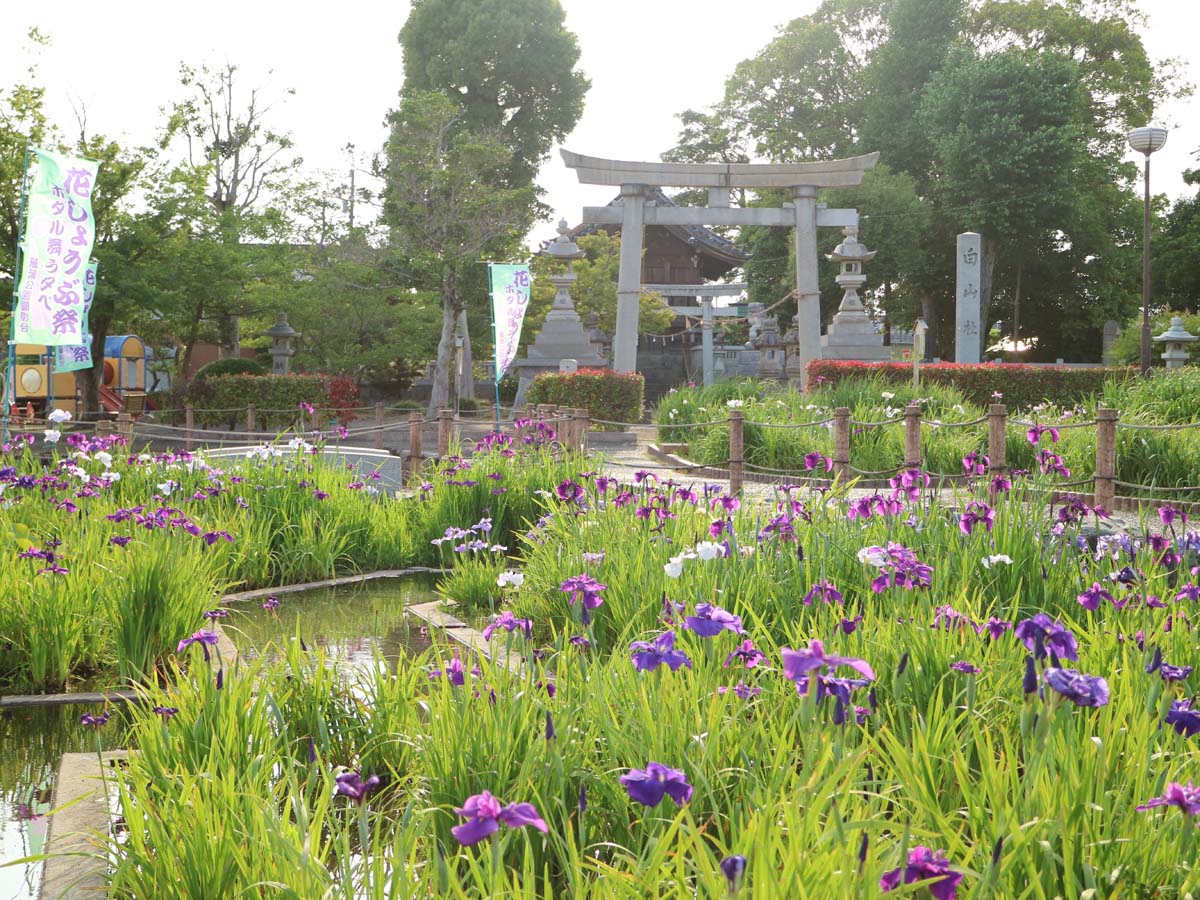 Man'yo Park and Takamatsu Garden's Japanese Iris Festival
