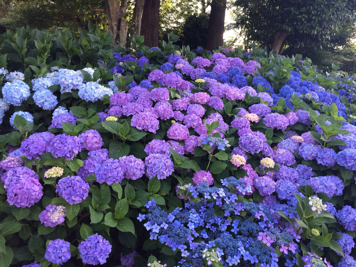 稻泽紫阳花节