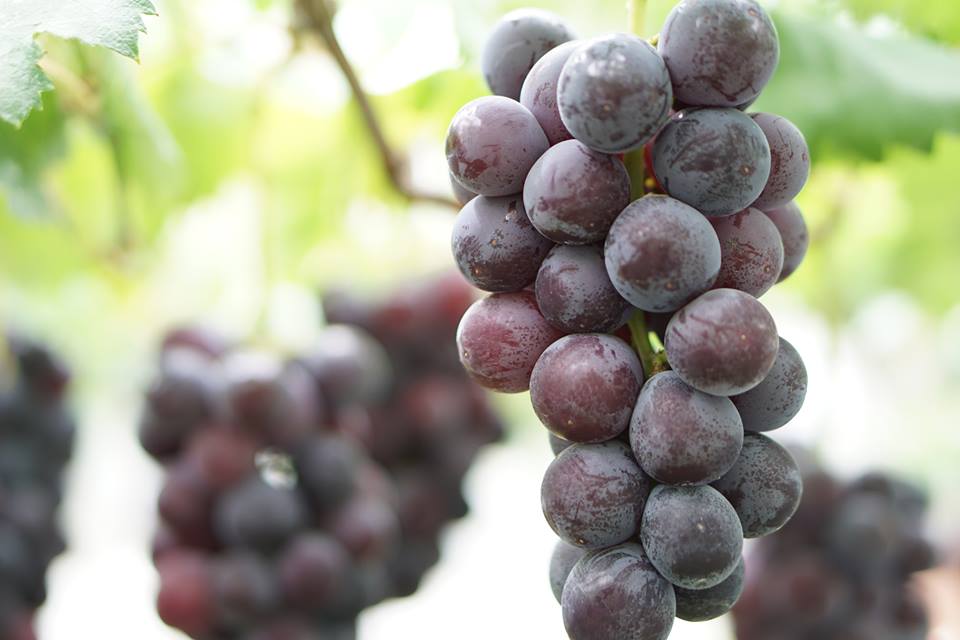 Higashiura Vineyards Grape Picking