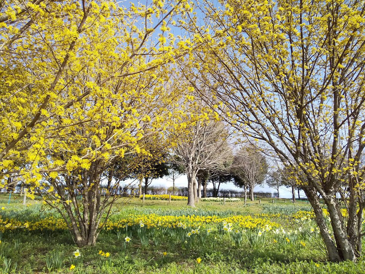 国営木曽三川公園 フラワーパーク江南