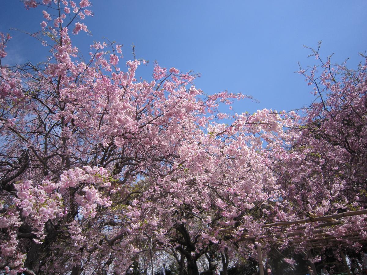 고타 수양벚꽃 축제