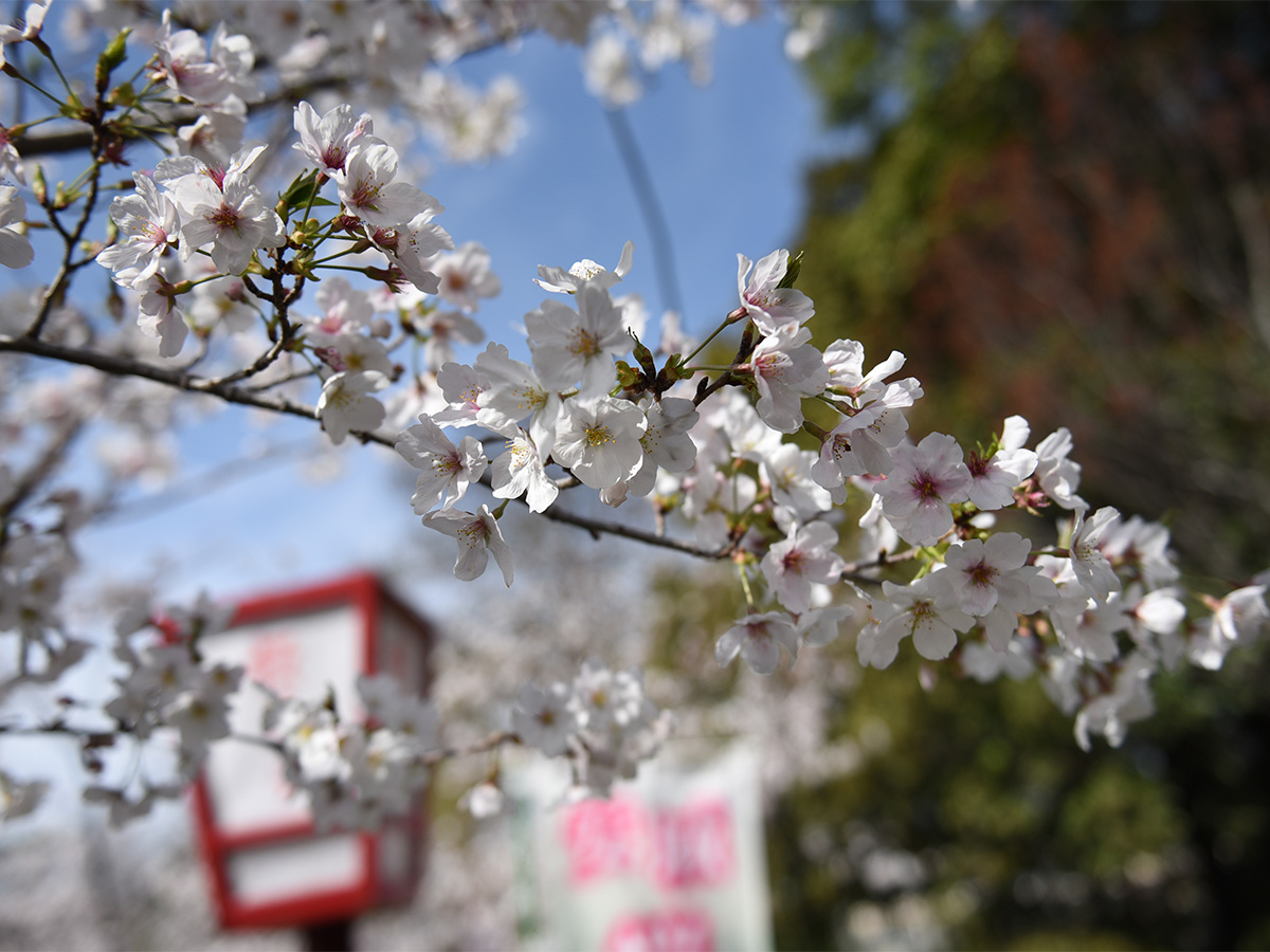 安城樱花节
