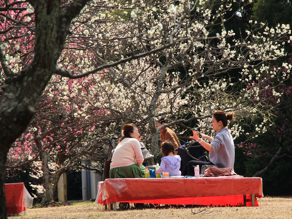 Mukaiyama Greenery Park's Plum Tree Orchard and Spring Festival