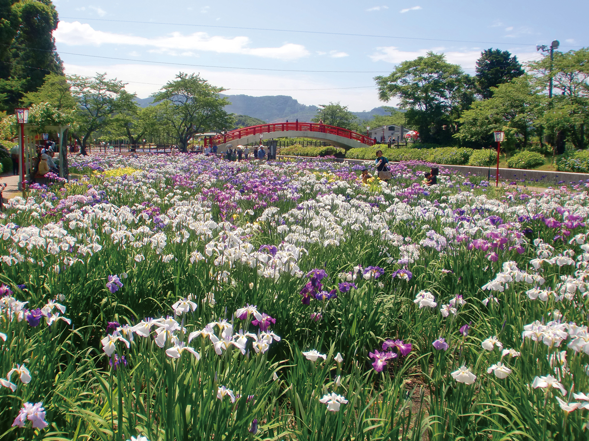 賀茂しょうぶ園 花しょうぶまつり 公式 愛知 名古屋の観光サイトaichinow