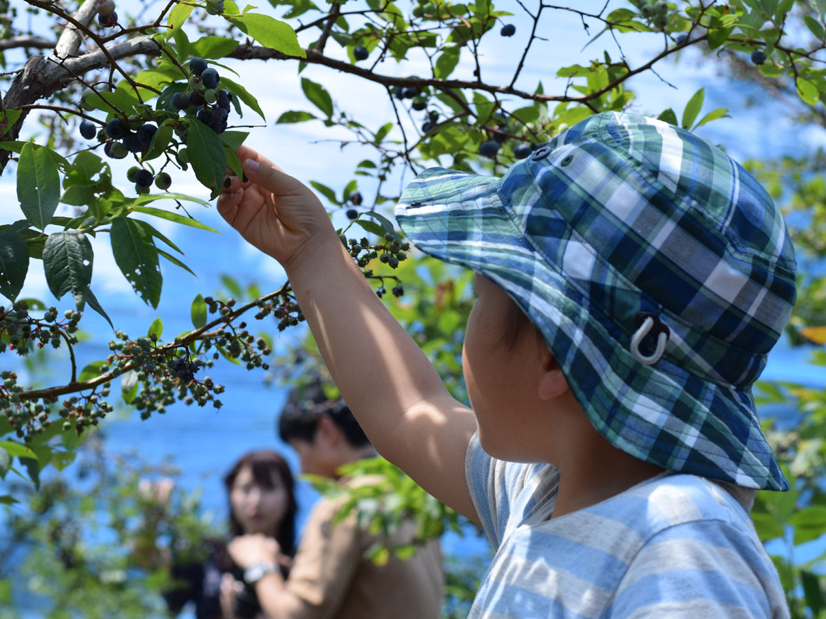 绿色舞台花之木农园　观光摘蓝莓