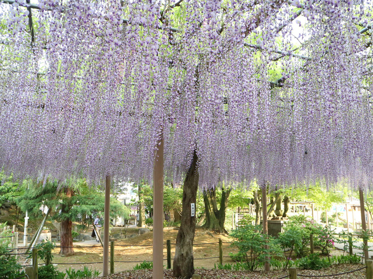 江南藤花节