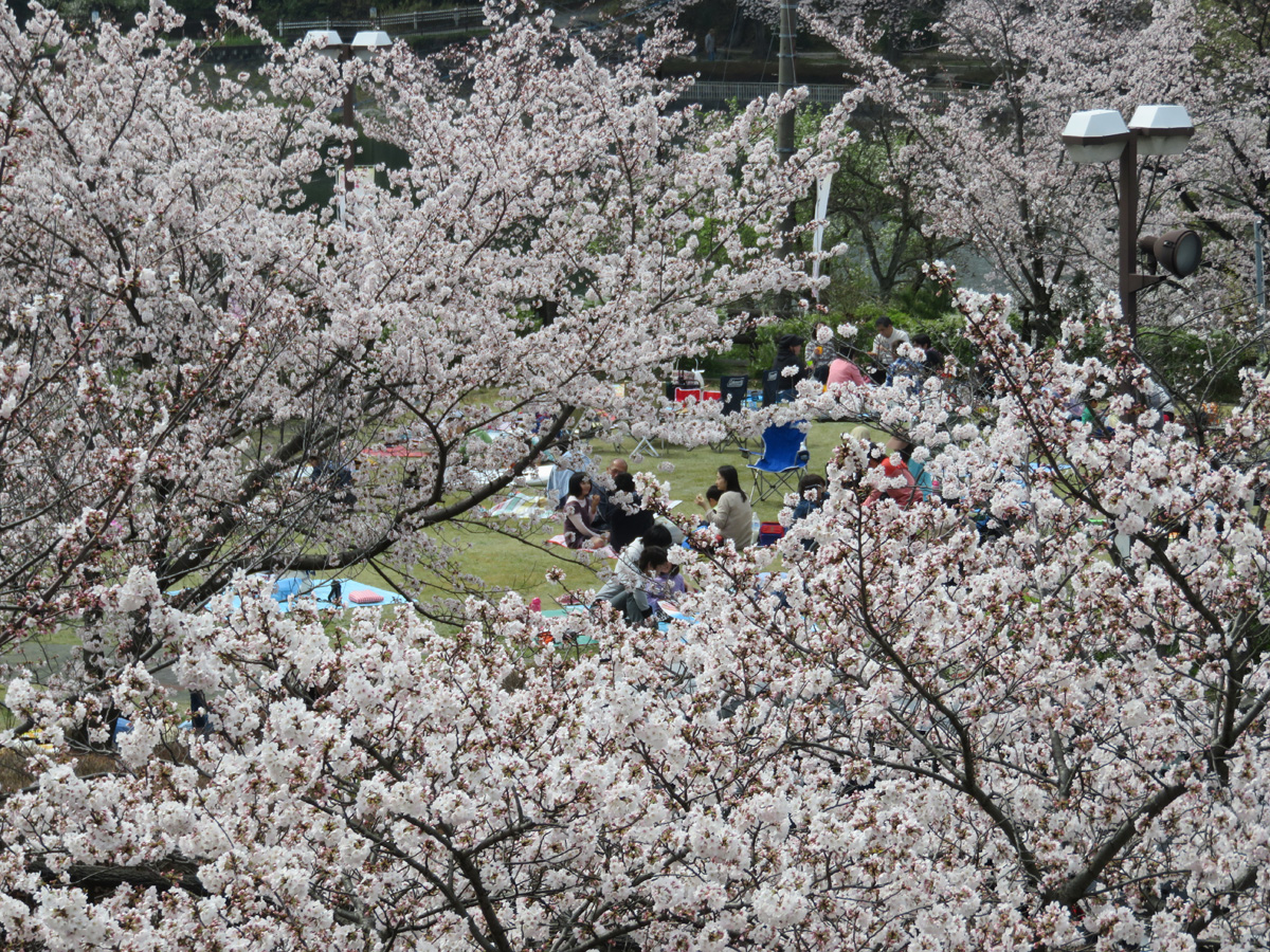 尾張旭 城山公園櫻花節 Aichinow 愛知旅遊官方網站