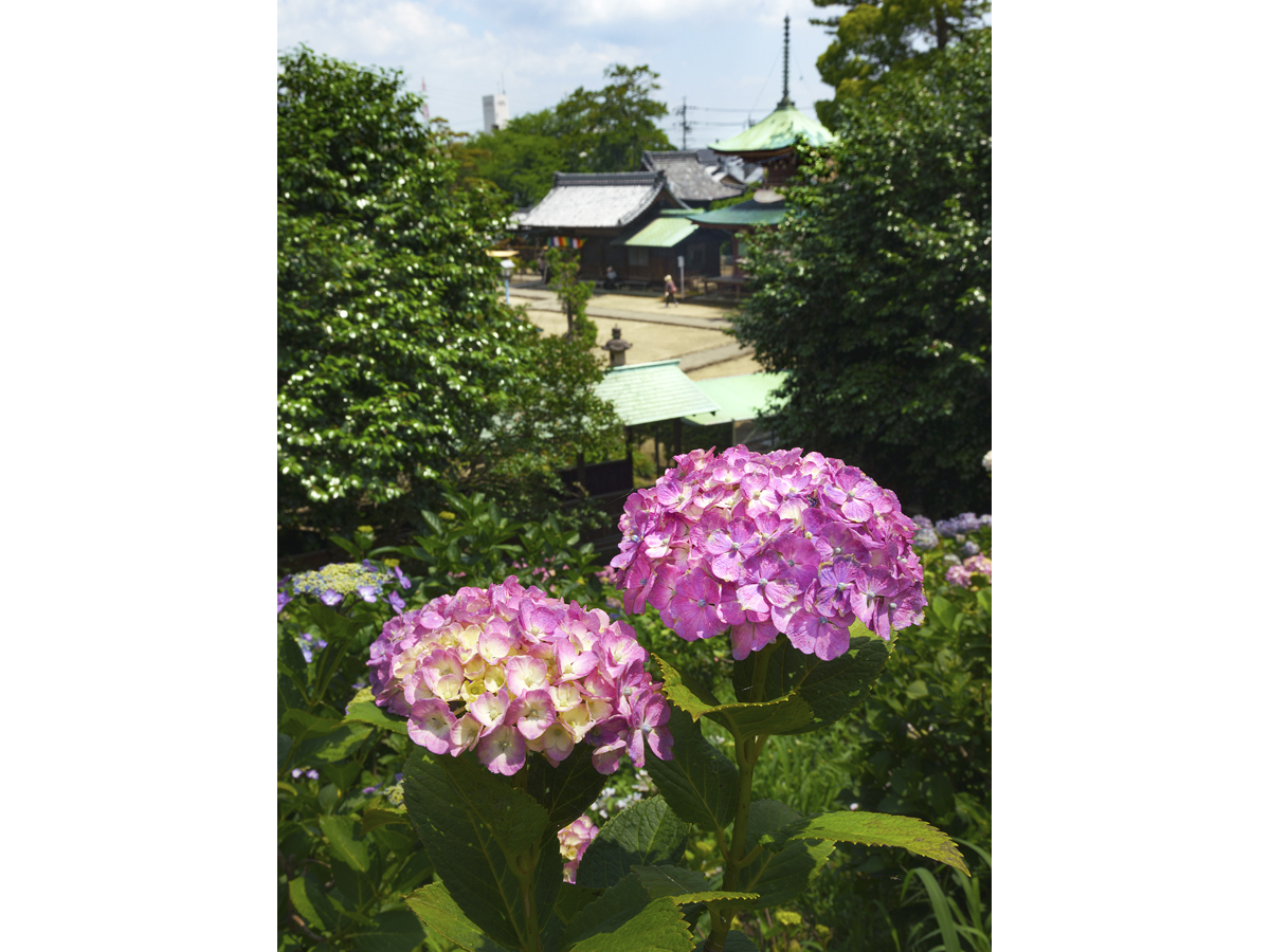 稻泽紫阳花节