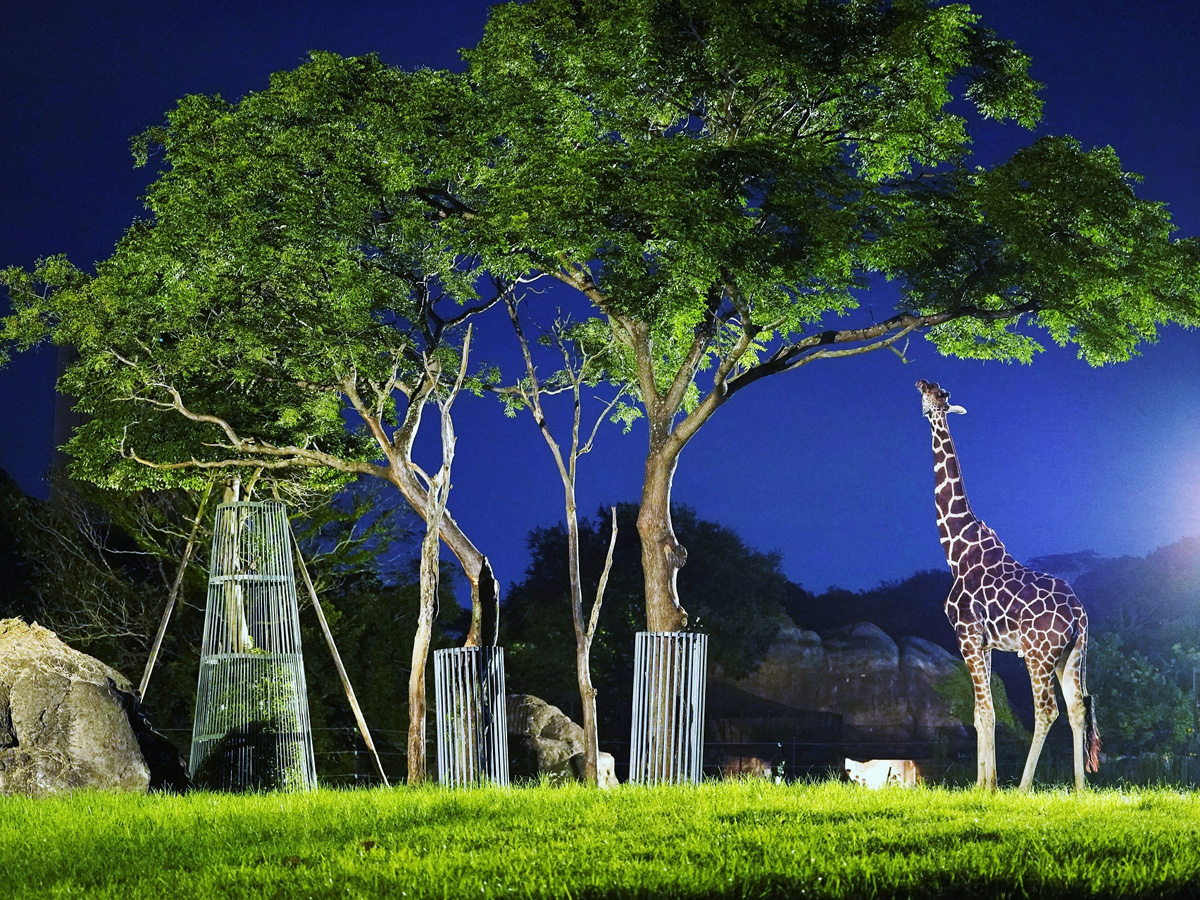 สวนสัตว์ยามค่ำคืน - สวนสัตว์และสวนพฤกษศาสตร์โทโยฮาชิ (นงโฮอิปาร์ค)