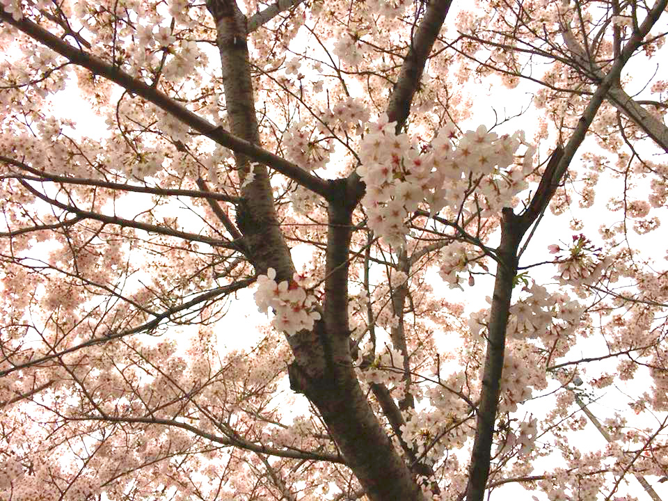 山崎川的櫻花