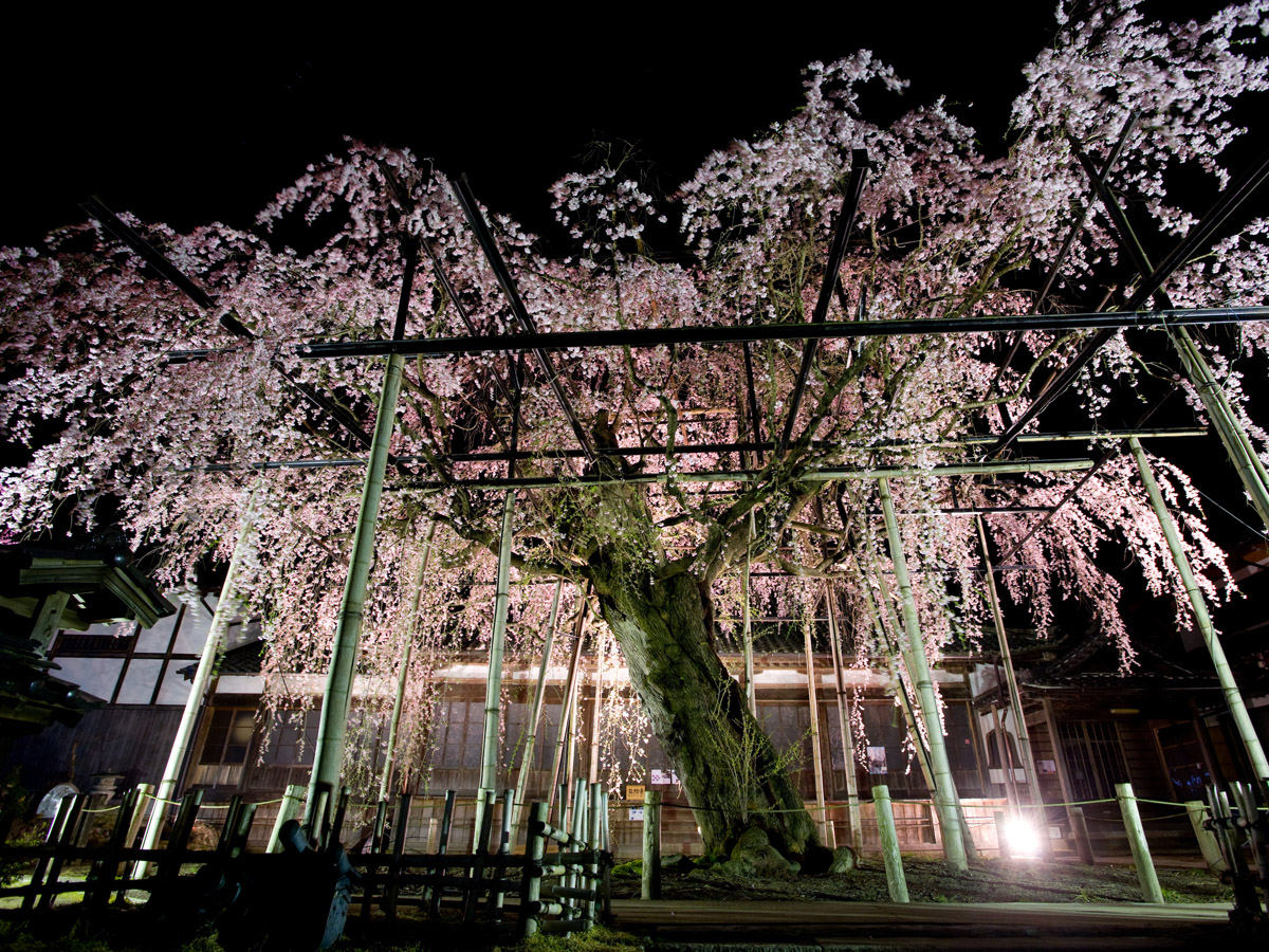 瑞龍寺のしだれ桜