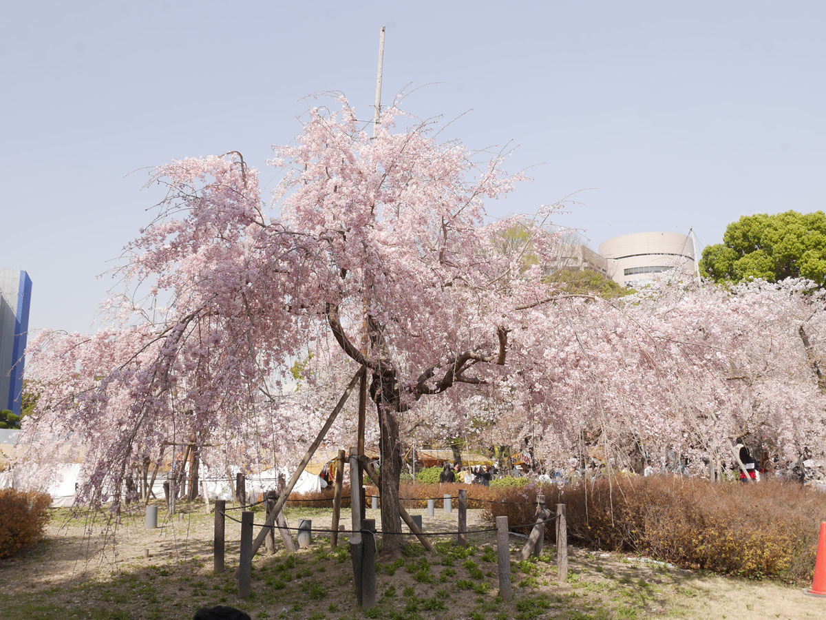 鶴舞公園 櫻花節