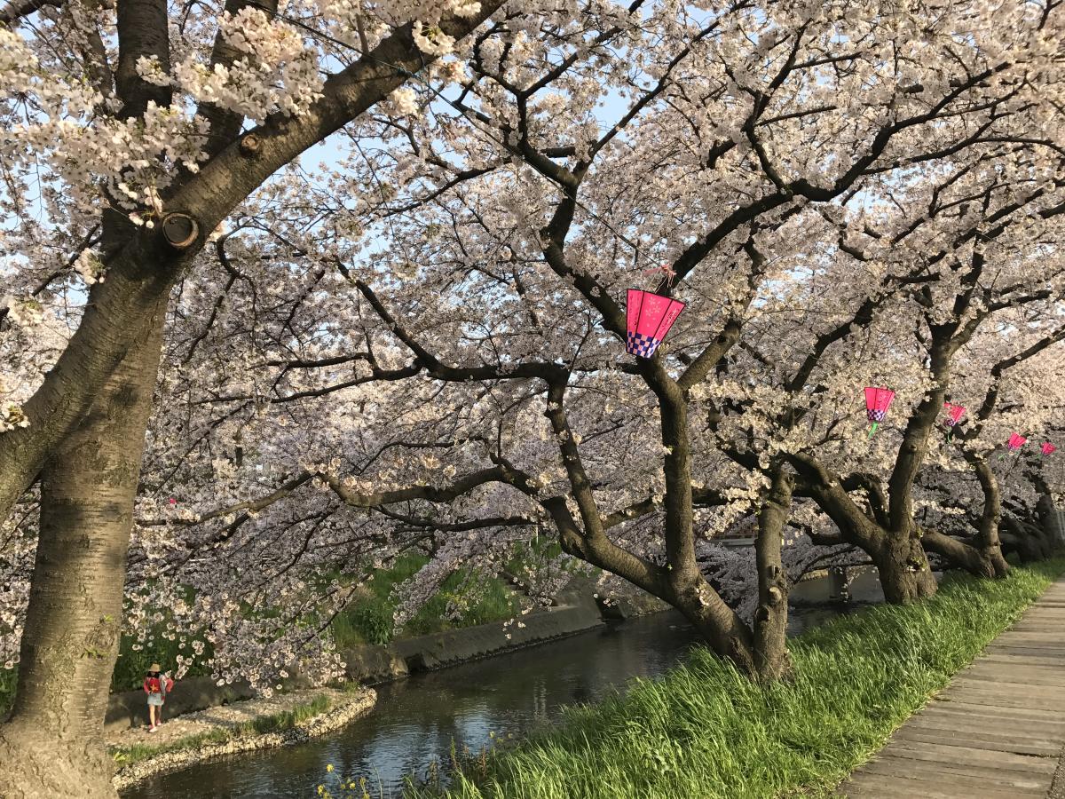 岩倉桜まつり