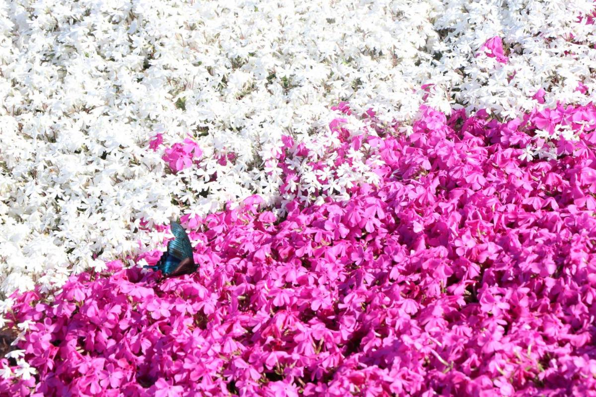 茶臼山高原芝桜まつり