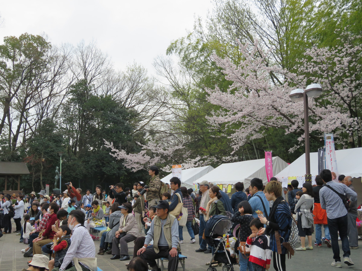 尾張旭 城山公園櫻花節 Aichinow 愛知旅遊官方網站