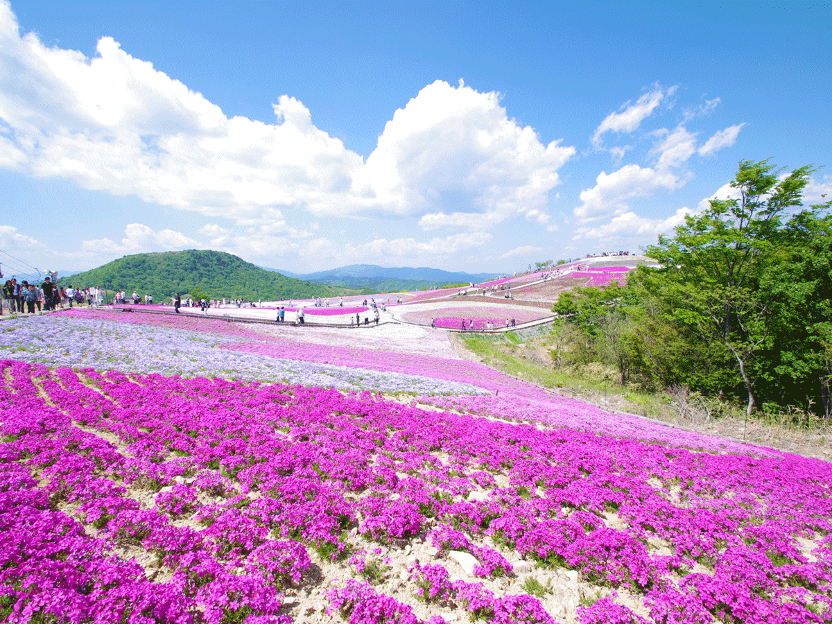 茶臼山高原芝桜まつり 天空の花回廊 芝桜の丘 公式 愛知県の観光サイトaichi Now