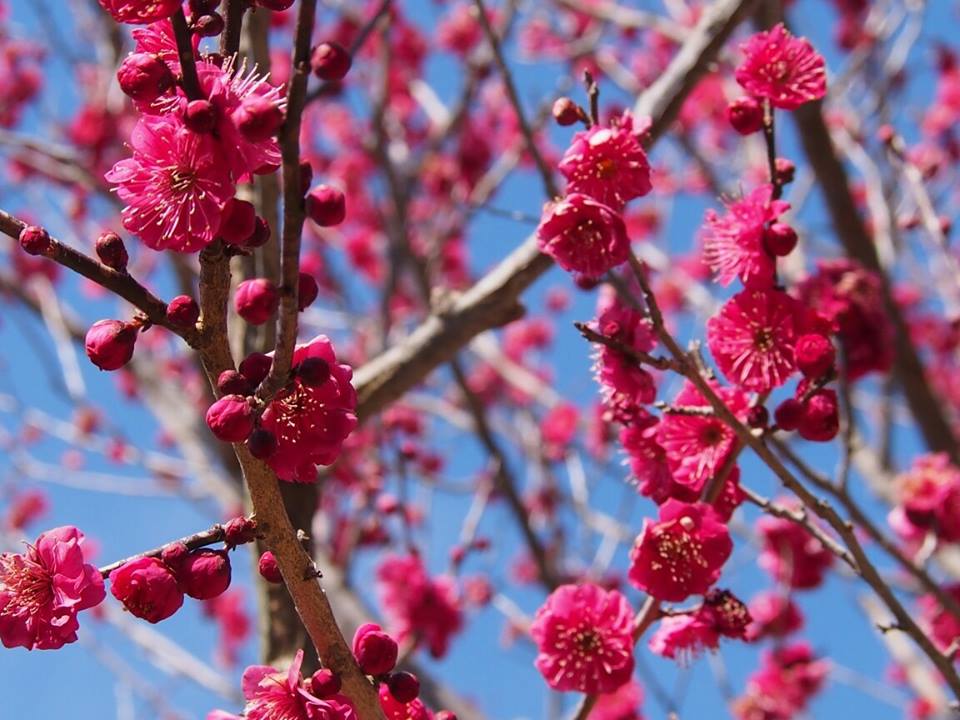 赤塚山公園 梅まつり 公式 愛知県の観光サイトaichi Now