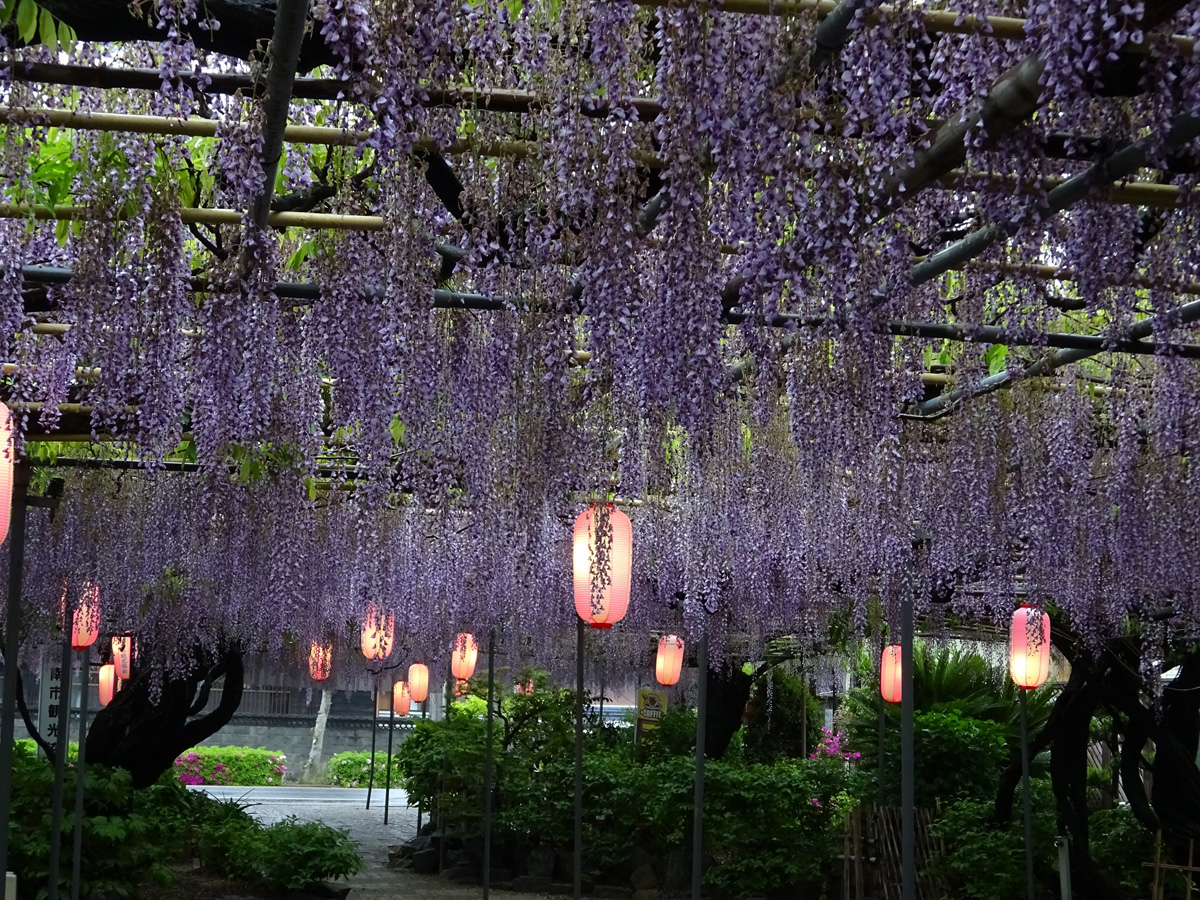 Koto Garden Wisteria Festival 