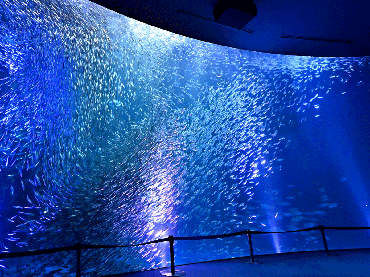 名古屋港水族館　GWナイトアクアリウム