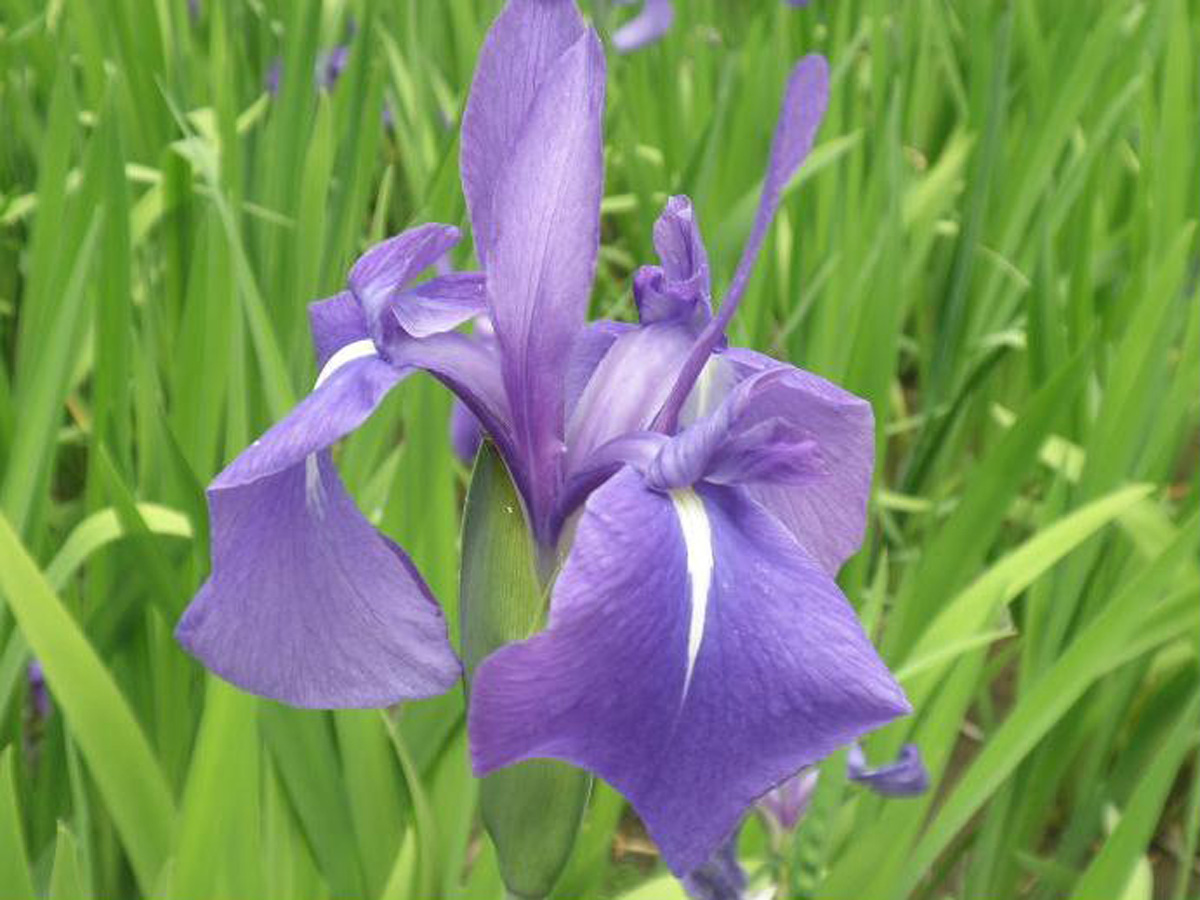 Historic Yatsuhashi Water Iris Festival