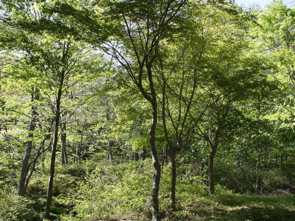 面ノ木園地(天狗棚)