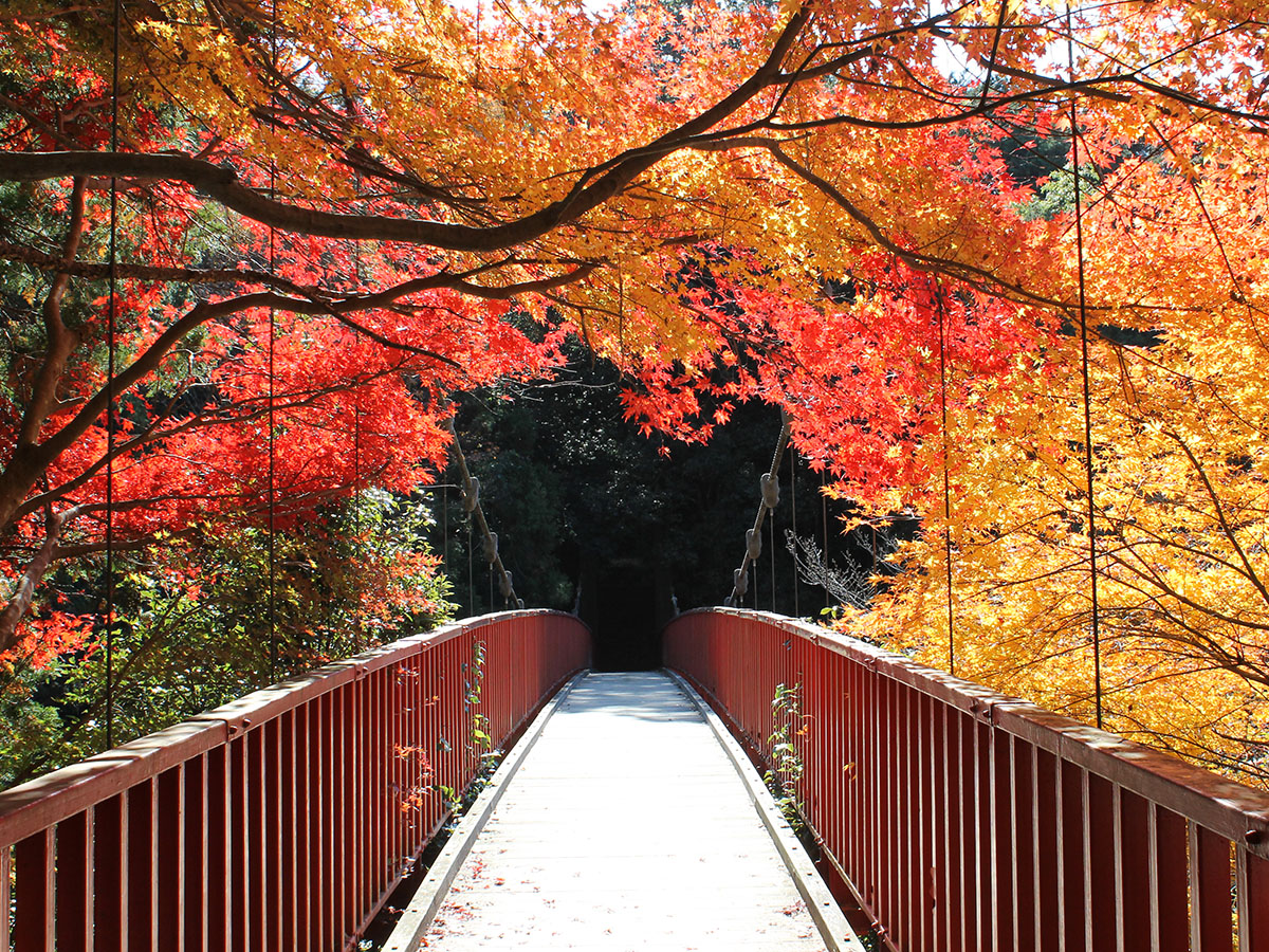Otaki Gorge Maple Festival (Otaki Keikoku Momiji Matsuri)