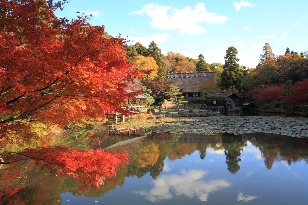 Higashiyama Zoo and Botanical Gardens Fall Leaves Collecting