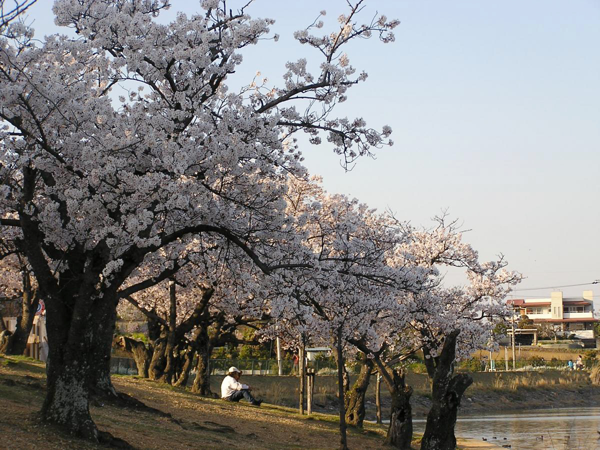 가리야 벚꽃 축제(스하라 공원)
