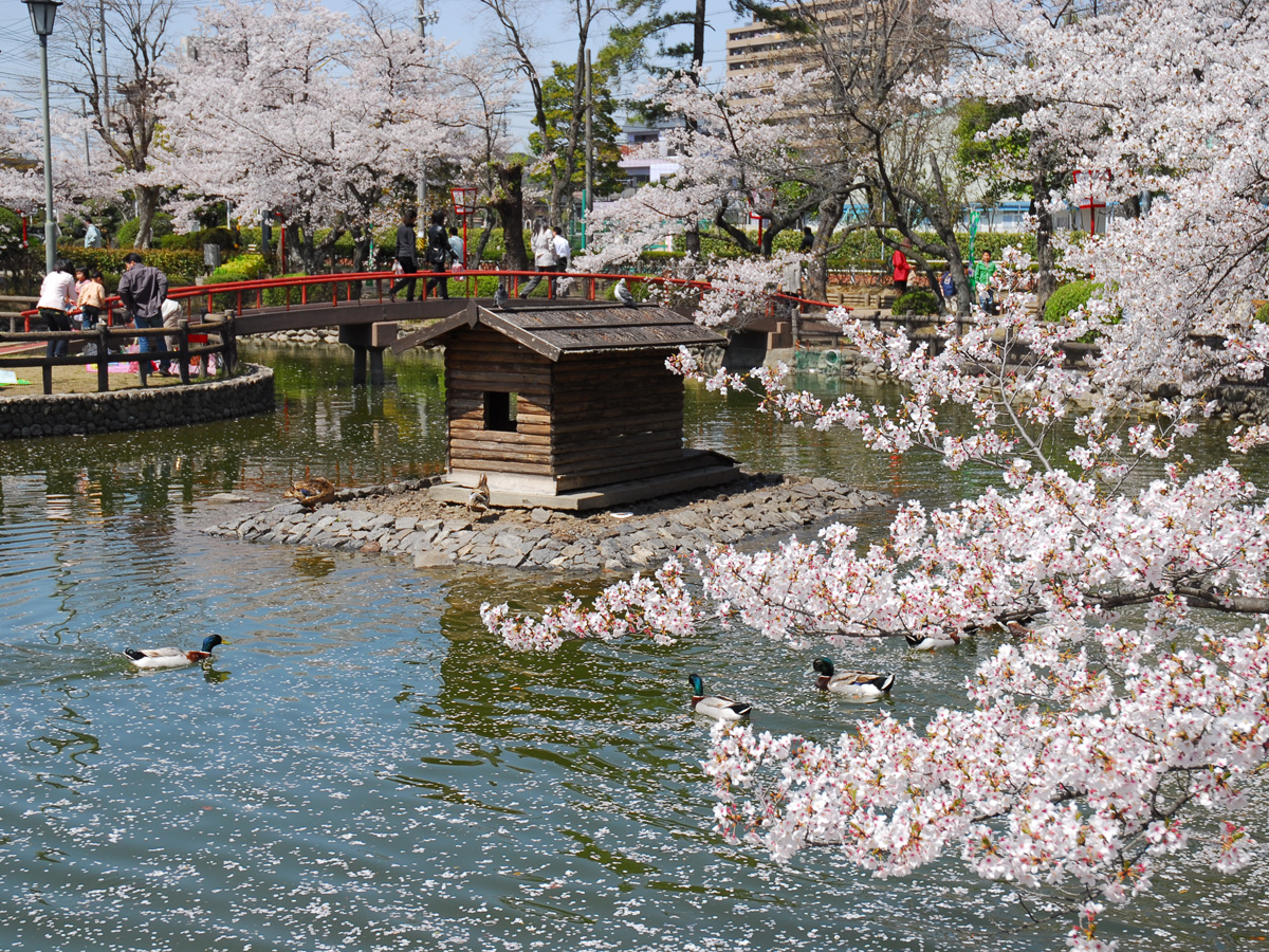 安城桜まつり 公式 愛知県の観光サイトaichi Now