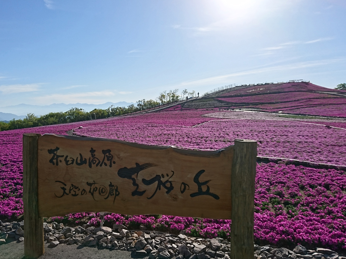 芝桜まつり 茶臼山高原 公式 愛知県の観光サイトaichi Now
