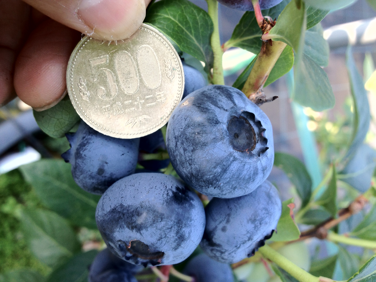 蓝莓农园冈崎　摘蓝莓