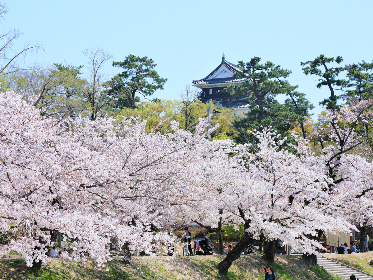 Okazaki Cherry Blossoms Festival (Okazaki no Sakura Matsuri) | Okazaki City  | Aichi Prefecture | Official Site | Sightseeing Information | Directions |  Parking | Details | AichiNow-OFFICIAL SITE FOR TOURISM AICHI