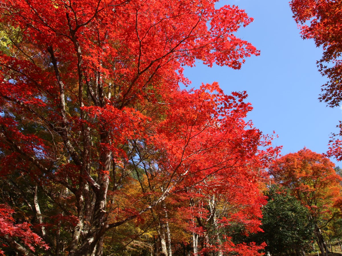 Inabu Maple Festival