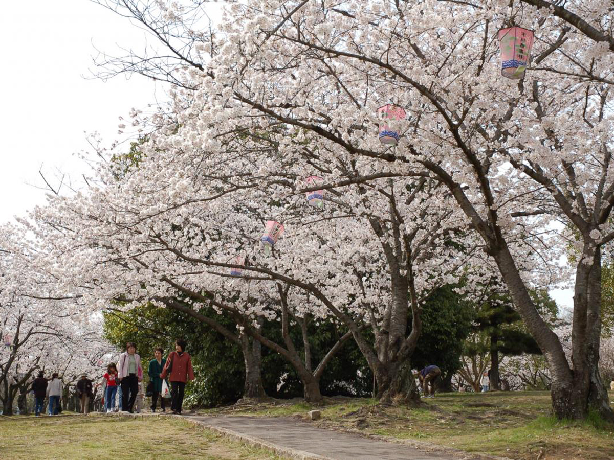 가리야 벚꽃 축제(스하라 공원)