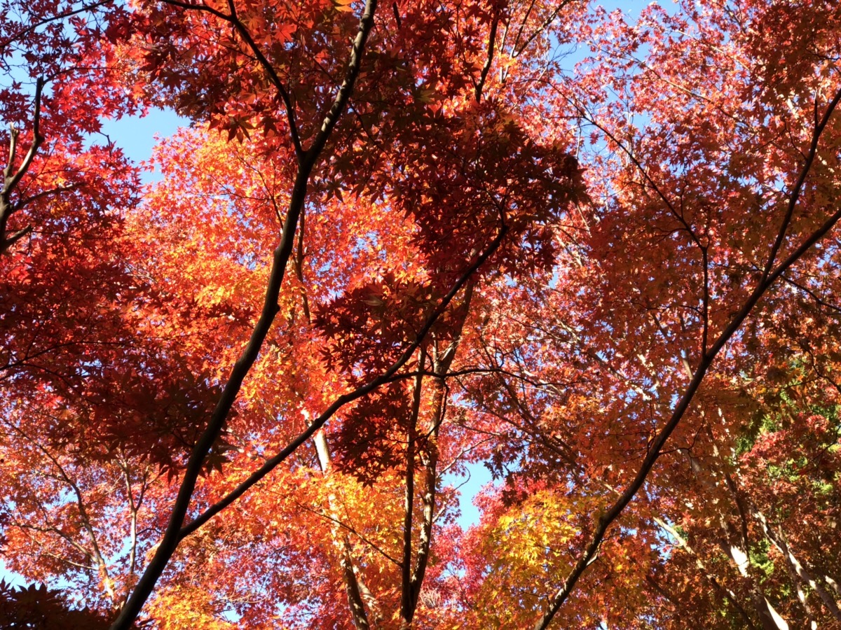 Higashiyama Zoo and Botanical Gardens Fall Leaves Collecting