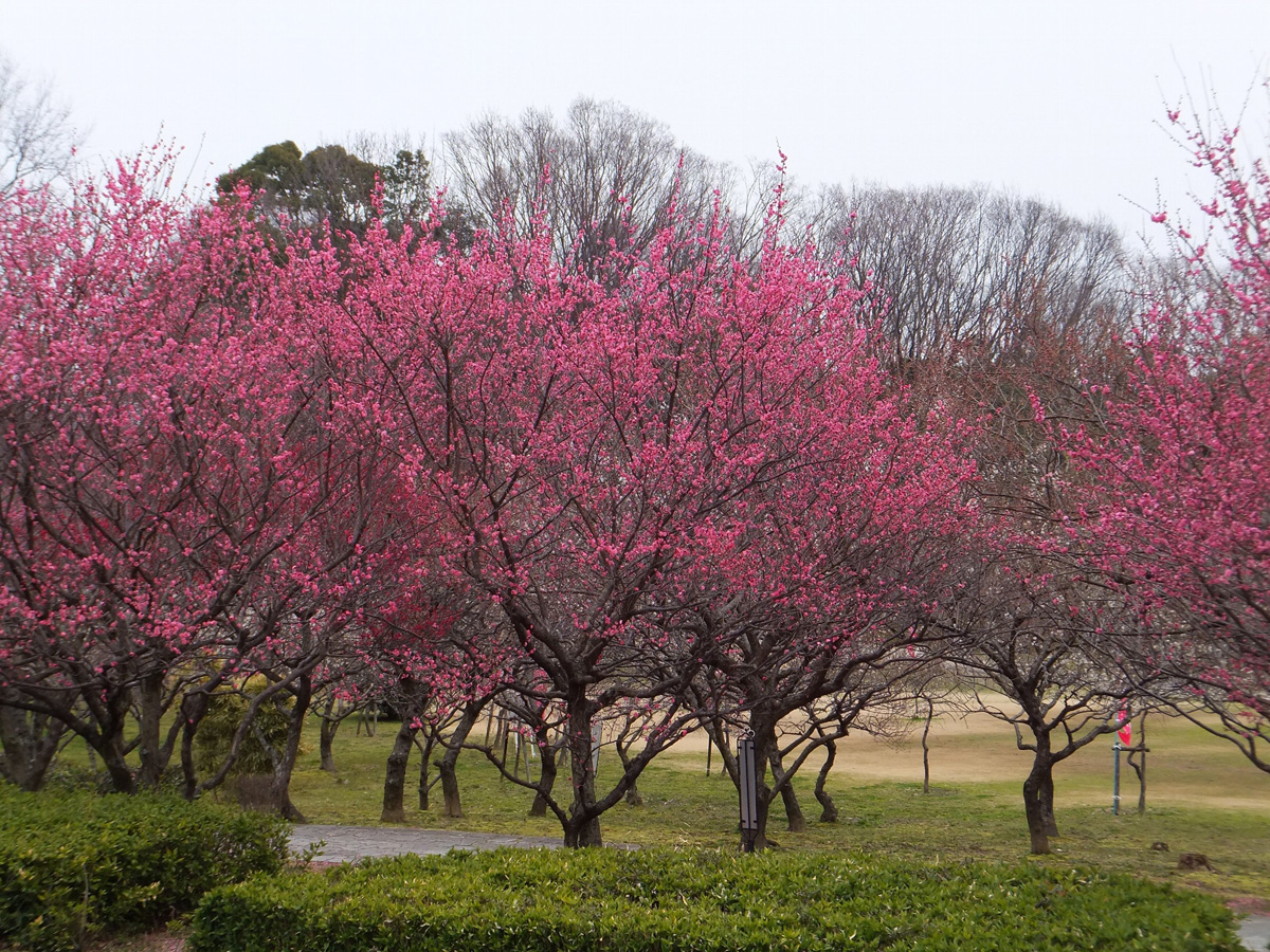 Hirashiba Park Plum Blossom Festival