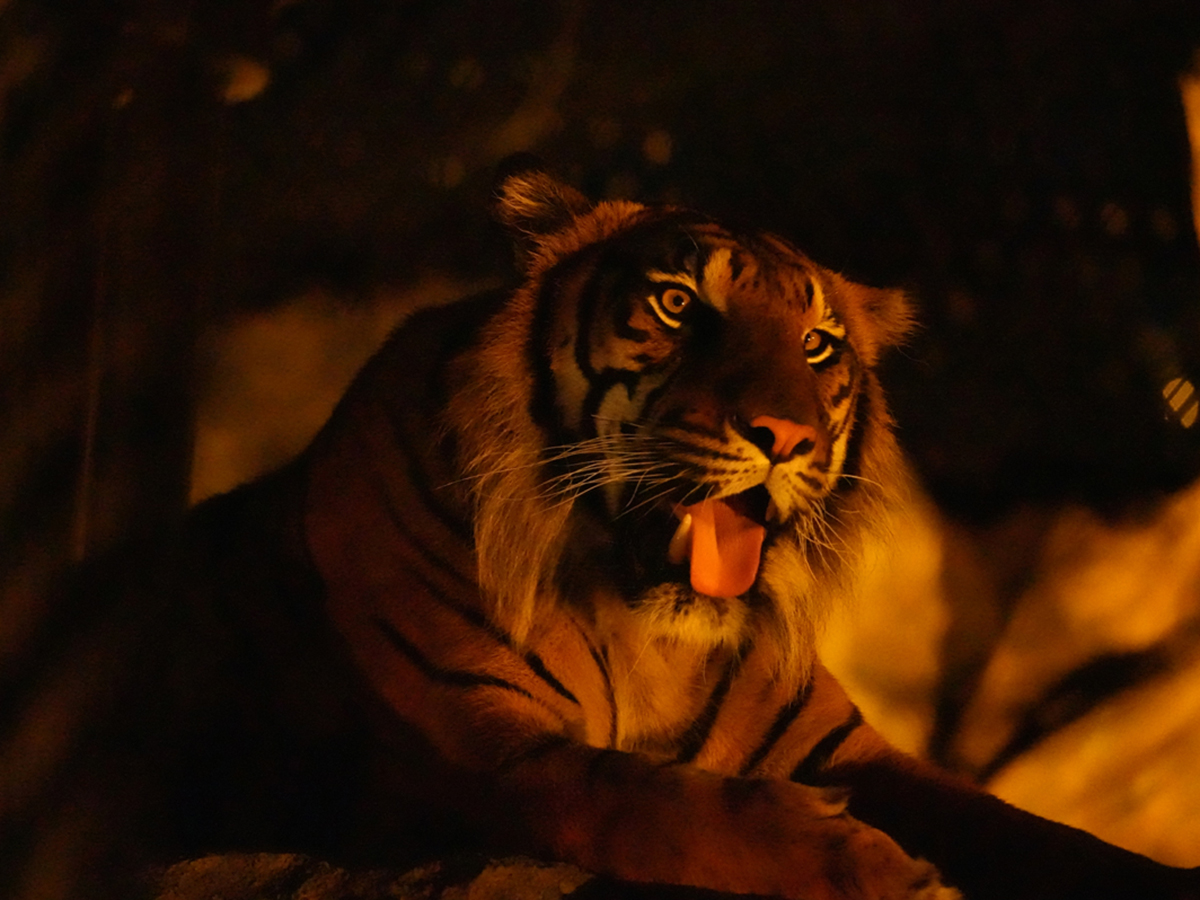 東山動植物園　ナイトZOO＆GARDEN