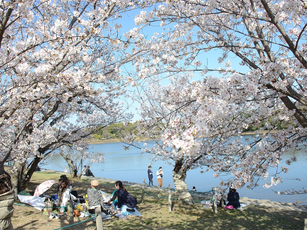 File:Kariya City General Athletic Park cherry blossom ac1.JPG - Wikimedia  Commons