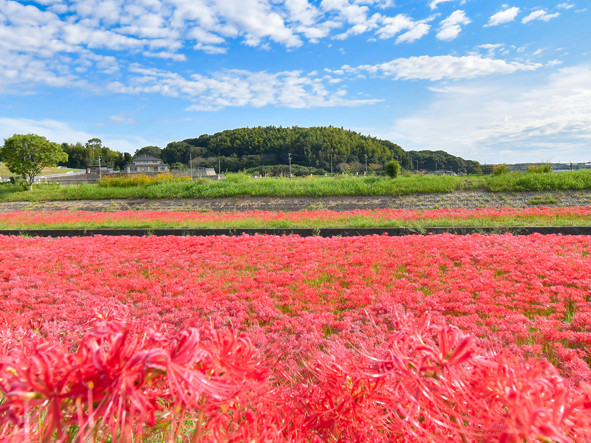 矢勝川