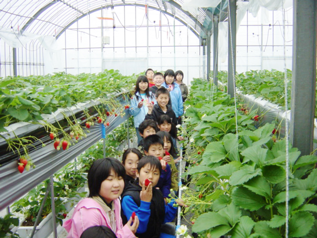 Maruka Nouen Farm - Strawberry Picking