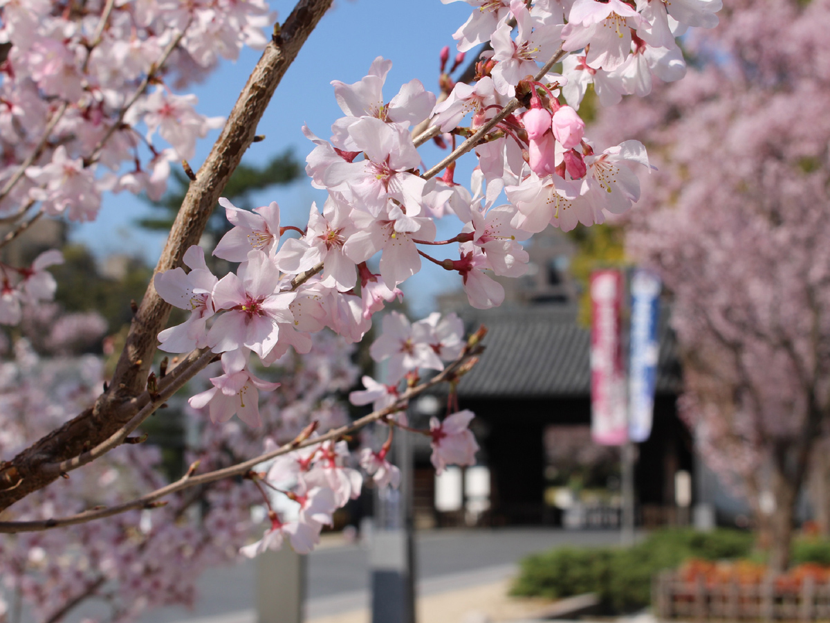 德川園　早春活動