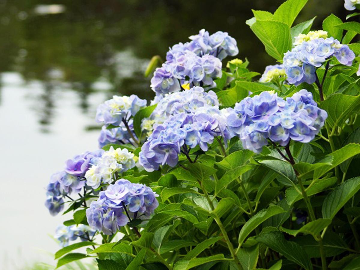 白鳥庭園　紫陽花茶会