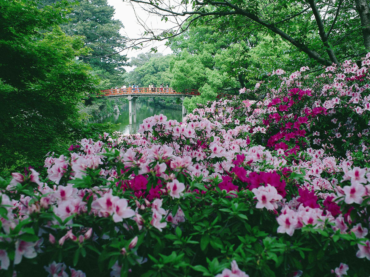 岡崎公園的杜鵑花
